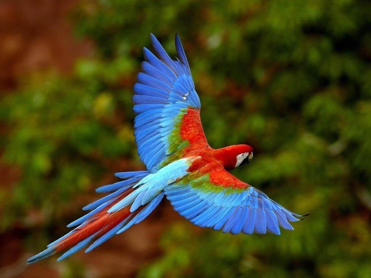 Imagen Principal de Nota: Guacamaya Fest 2020: Sábado Feliz te llevó el primer festival virtual que celebra la cultura en Copán