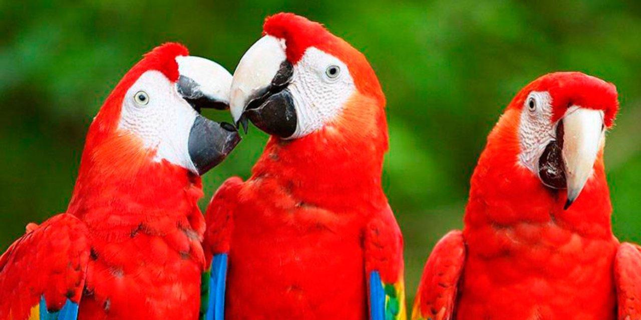Imagen Principal de Nota: Sábado Feliz te trae el Guacamaya Fest virtual 2020