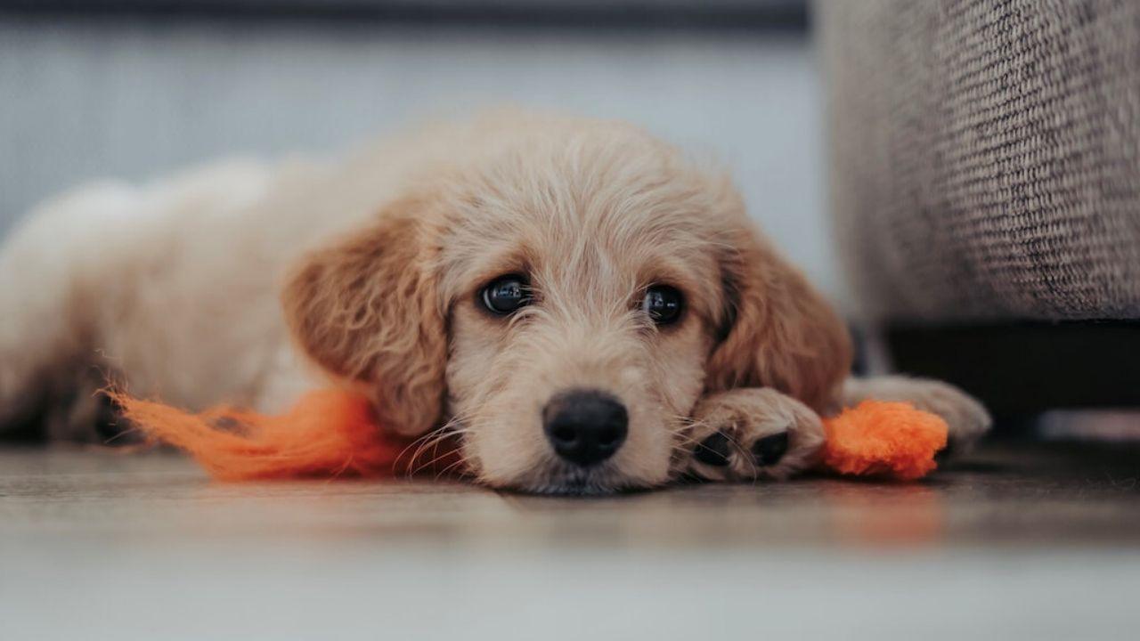 Imagen de Científicos explican a cuántos años de perro equivale el de un humano