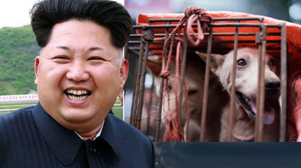 Imagen Principal de Nota: Ante la escasez de comida, Kim Jong-un ofrece arroz a cambio de perros para consumo humano y abastecer mercados