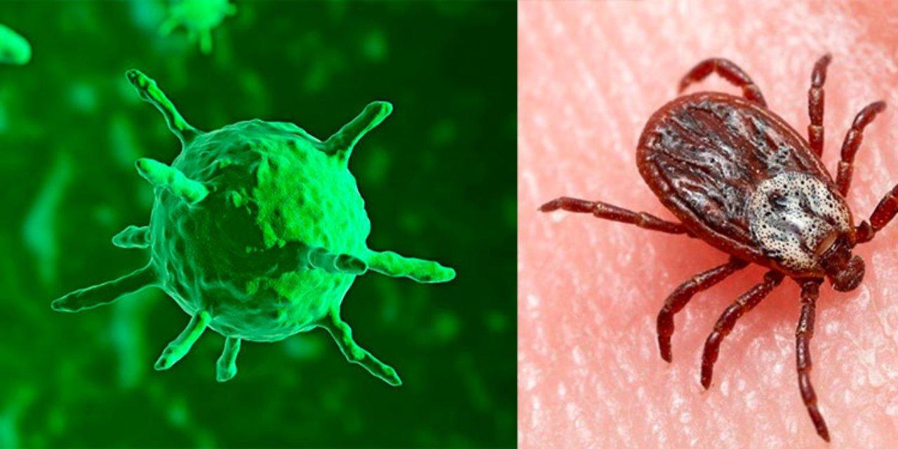 Imagen Principal de Nota: Alerta mundial: Qué es el bunyavirus, el nuevo virus mortal que reapareció en China