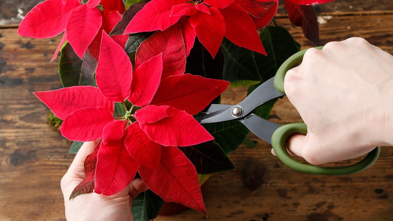 Imagen Principal de Nota: 5 pasos para trasplantar tu flor de pascua si quieres que te dure para siempre