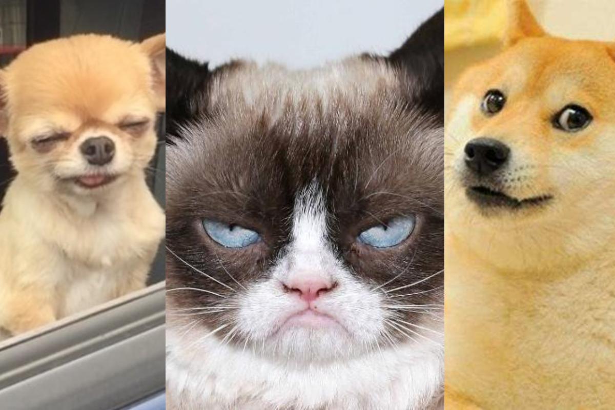 Imagen Principal de Nota: 5 videos de animalitos que te alegrarán el día, querrás tener un zoológico en casa