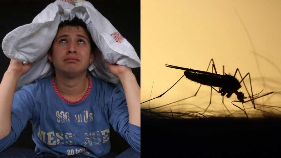 Imagen Principal de Nota: ¿Sabías el por qué los mosquitos zumban en nuestros oídos?