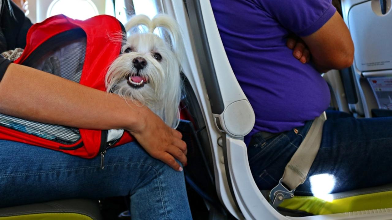 Imagen Principal de Nota: Hondureños no podrán viajar con sus perros a Estados Unidos durante un año, por esta razón