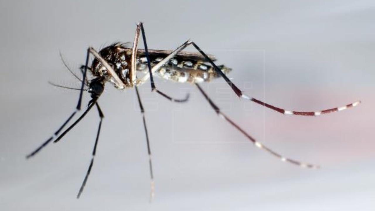 Imagen Principal de Nota: ¡Alerta! Salud confirma aumento de casos de dengue en Honduras