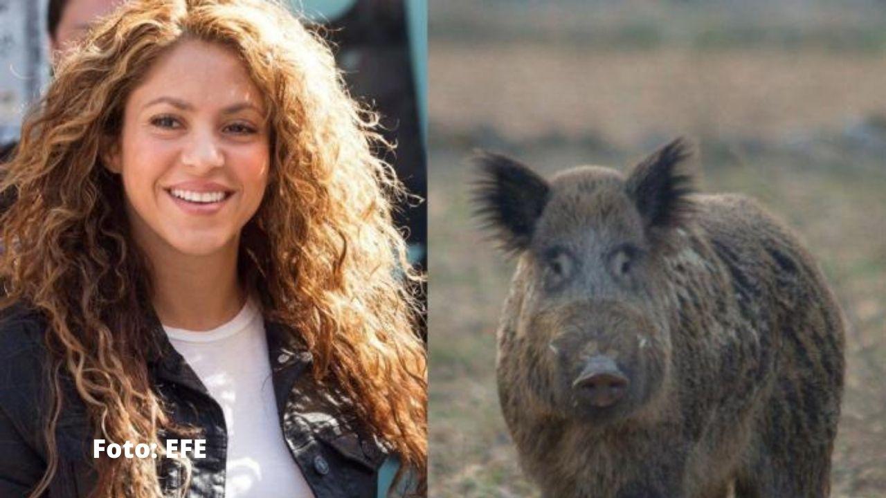 Imagen de Shakira fue atacada por jabalíes y mostró en vídeo cómo quedaron sus pertenencias