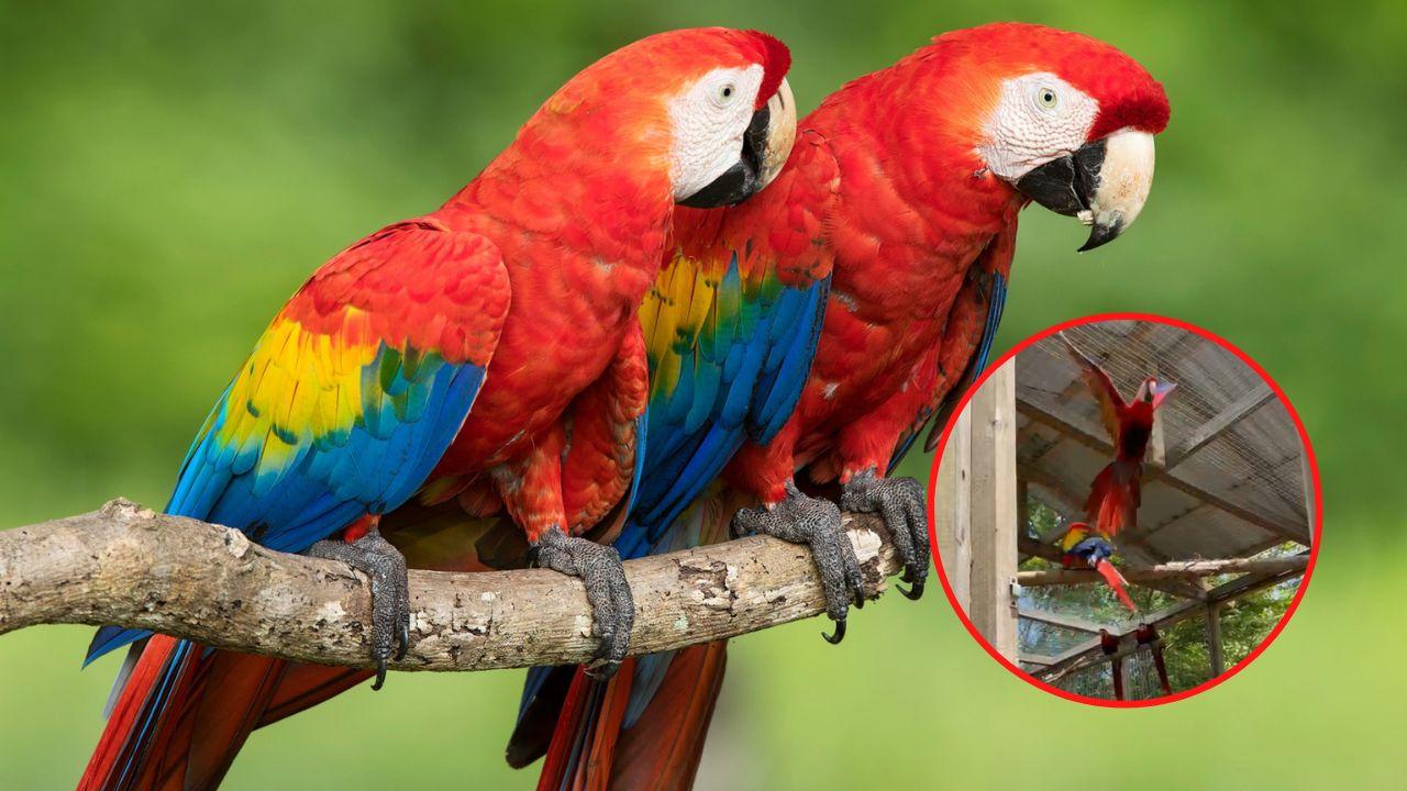 Imagen de Vídeo: Guacamaya Fest 2022 concluye con la liberación de guaras rojas