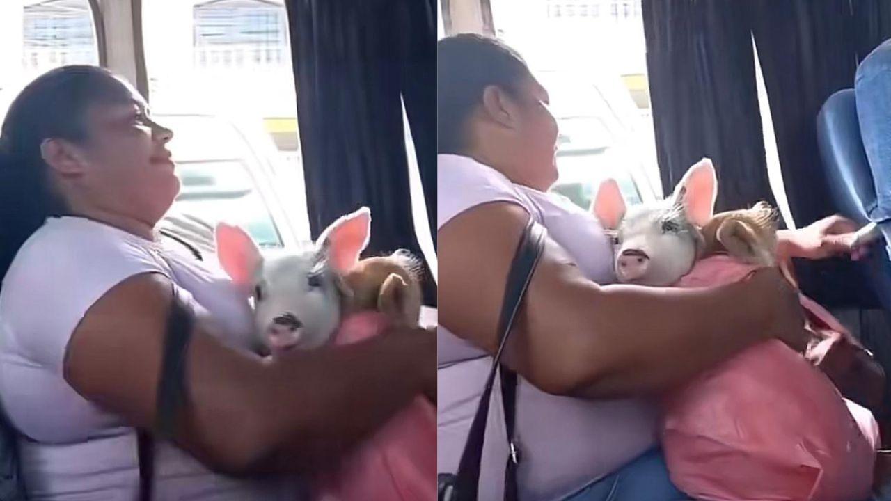 Imagen Principal de Nota: Hondureña es captada con sus cerditos en bus