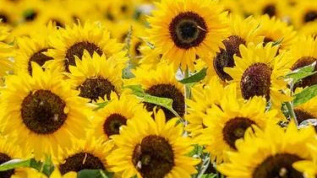 Imagen de Flores Amarillas, el significado y la tendencia del 21 de septiembre
