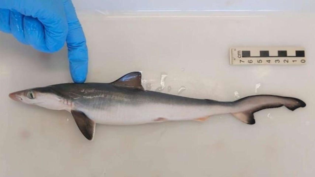 Imagen de Tiburones pequeños en Brasil dan positivo a cocaína