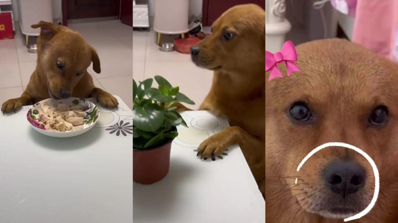 Imagen Principal de Nota: Xiaopang, el perrito famoso de internet que es culpable de todo
