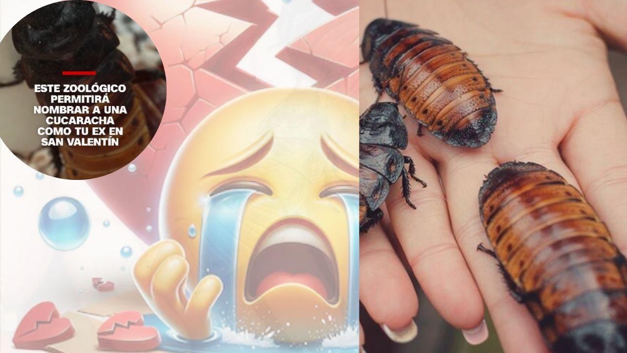 Imagen Principal de Nota: ¿Te rompieron el corazón? Zoológico en Chicago te deja bautizar una cucaracha  en San Valentín con el nombre de tu ex