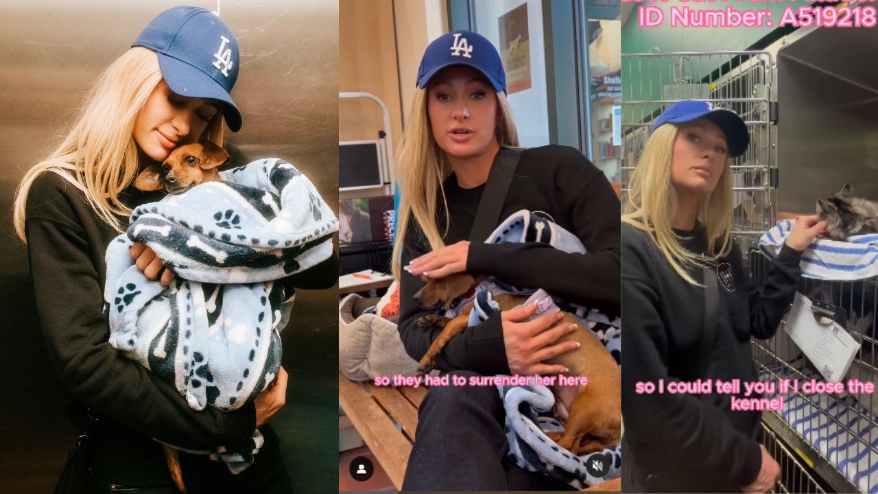 Imagen Principal de Nota: Paris Hilton lidera rescate animal tras los incendios en Los Ángeles